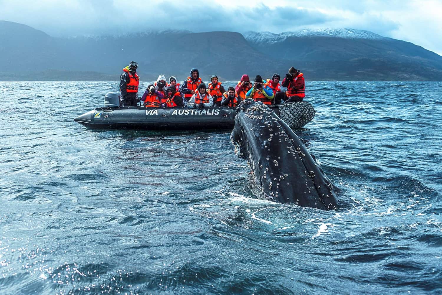 Guests on an Australis expedition cruise encounter a whale up close while exploring the fjords of Patagonia by Zodiac.