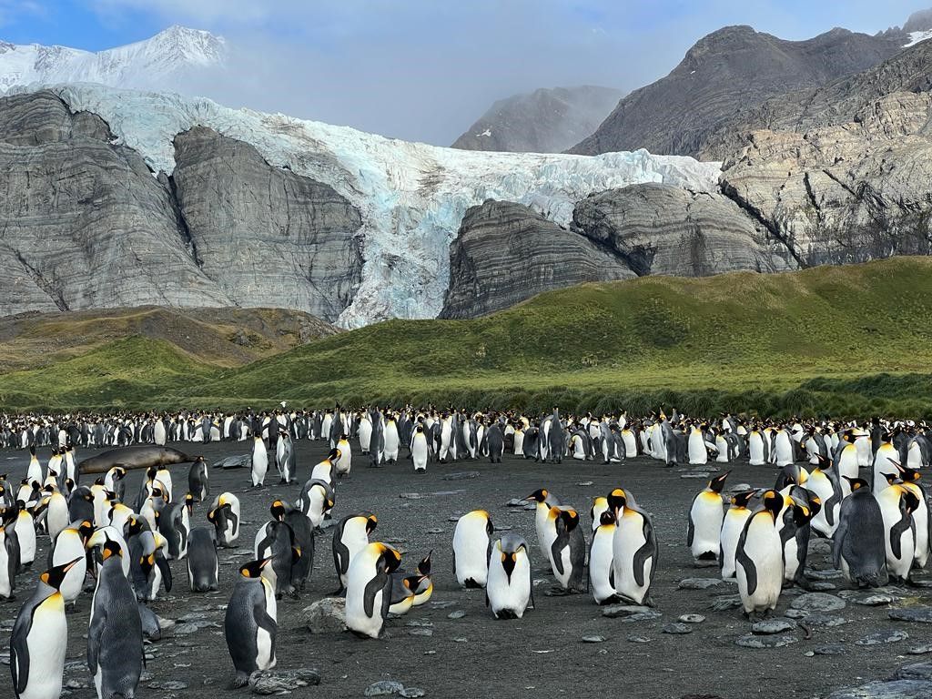 King penguin colony on South Georgia, Sub-Antarctic Islands.