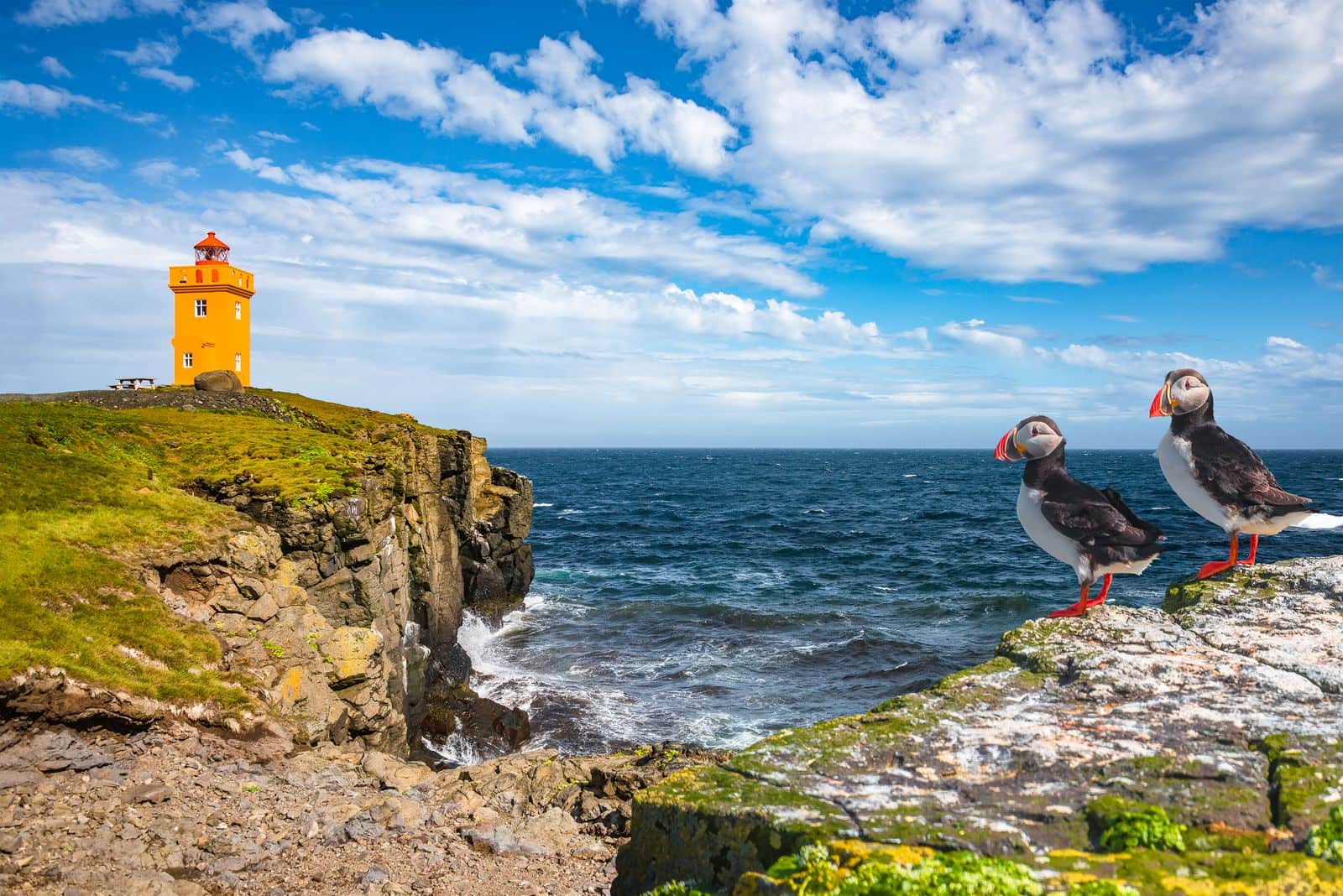 Puffins on sea cliffs, Iceland circumnavigation small ship cruise.
