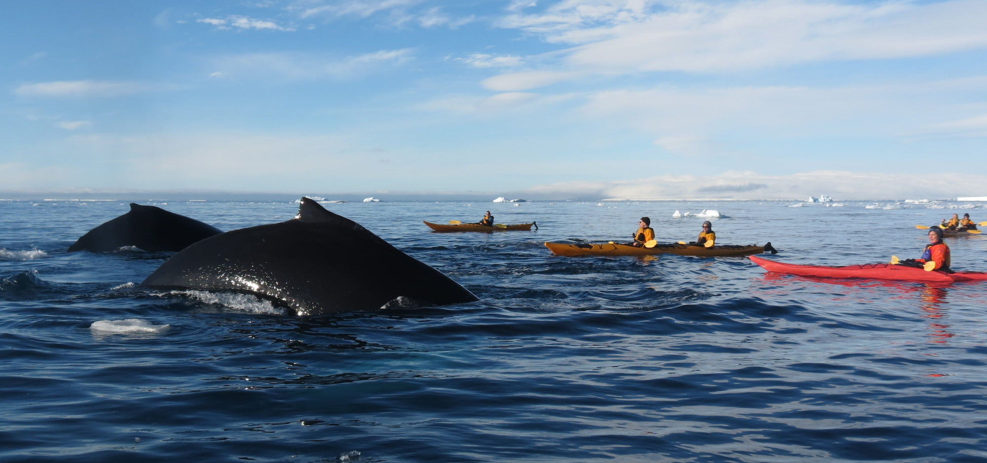 Guest meets the group of whales while on kayaking activity.
