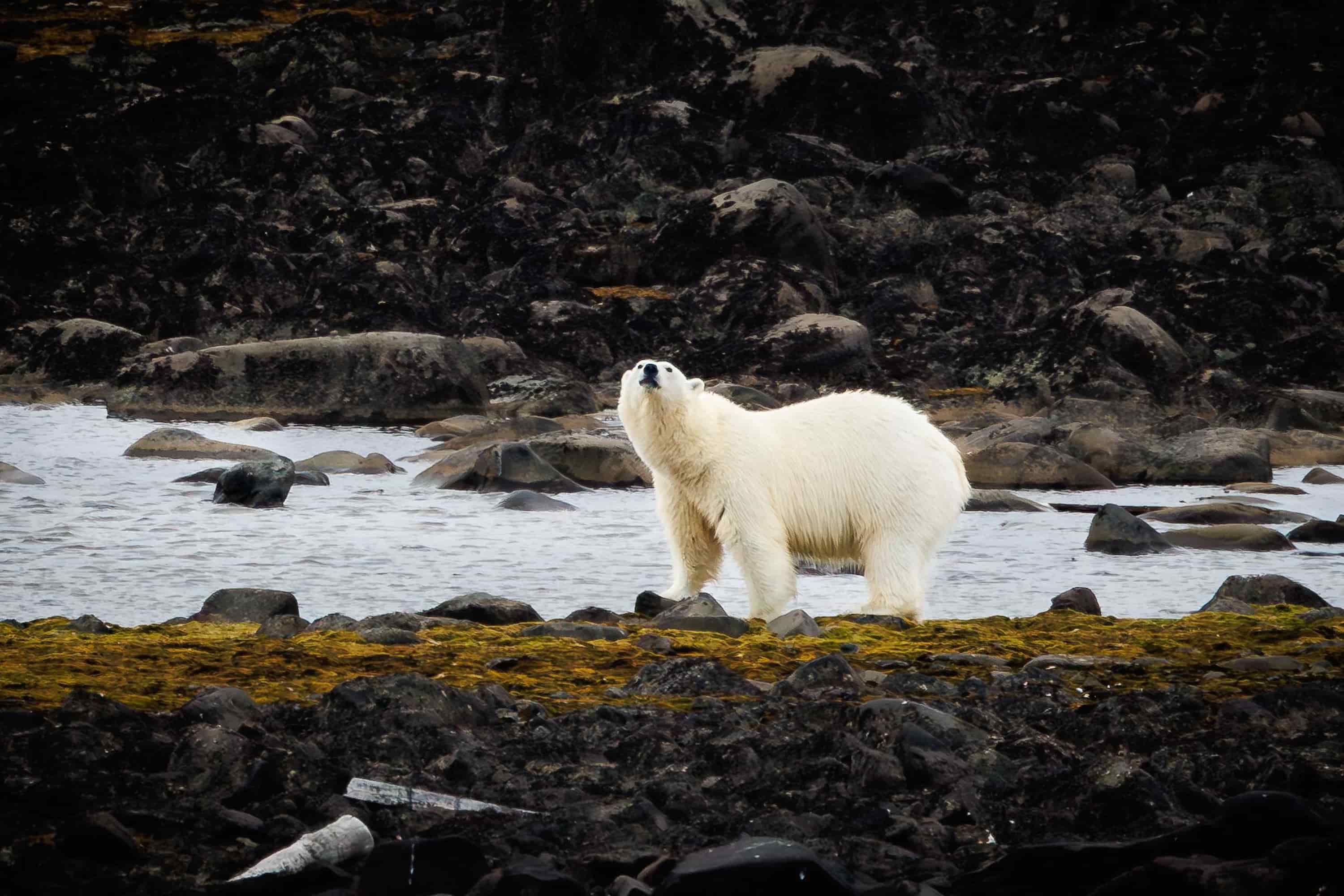 Polar bear standing on rocky shoreline in Svalbard, seen during an Arctic cruise on Ultramarine.