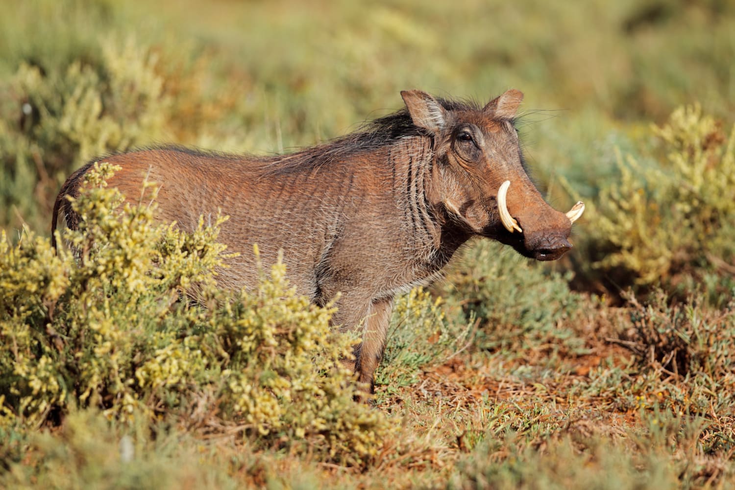 Roaming Warthogs