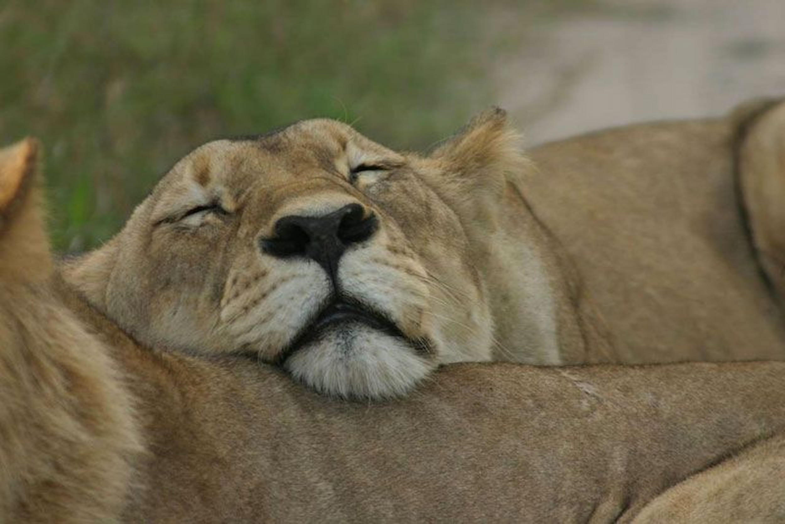 A rare glimpse of Botswana’s lions at rest.
