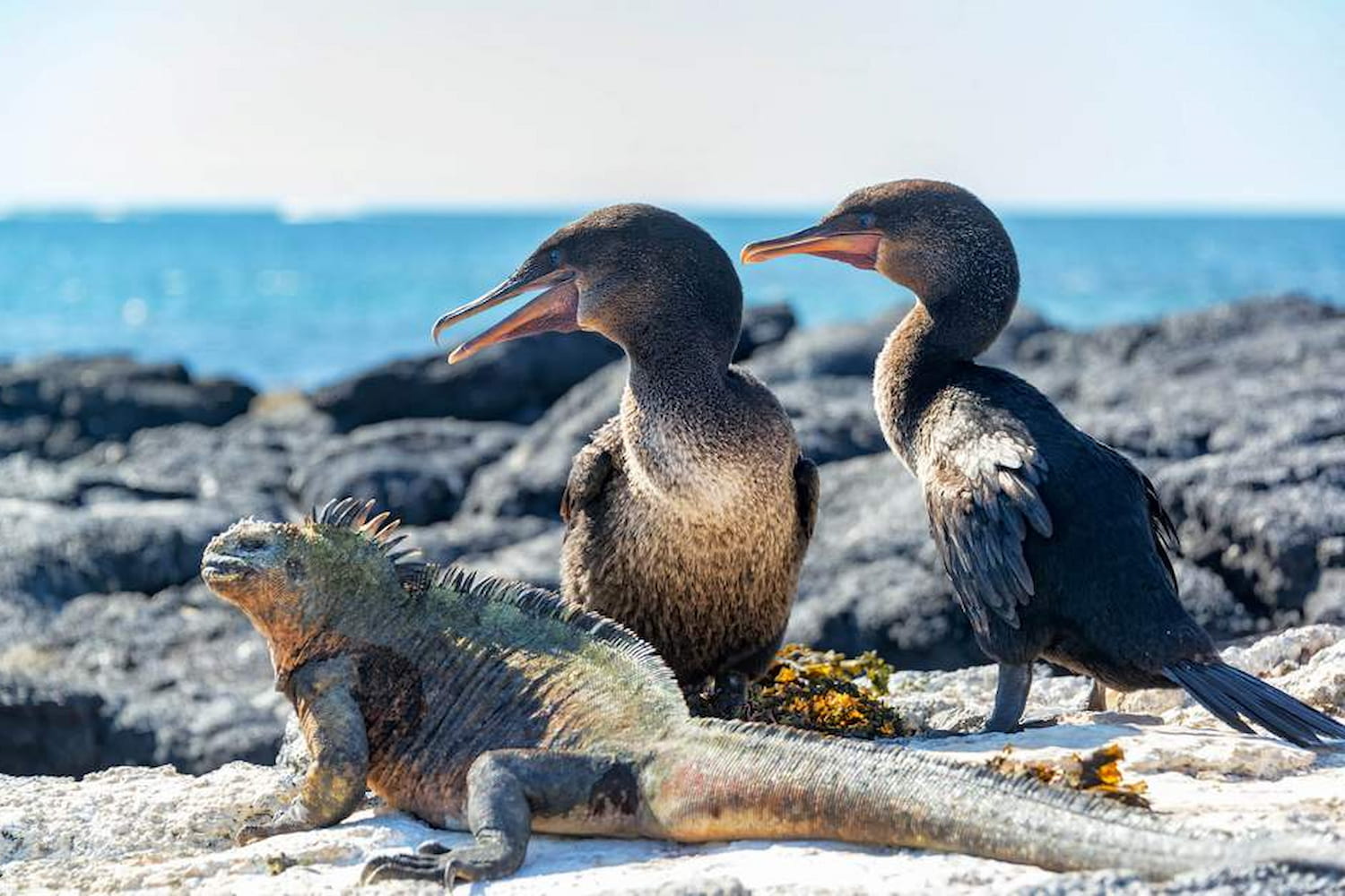 Two flightless cormorants and a marine iguana on the Galápagos coastline.