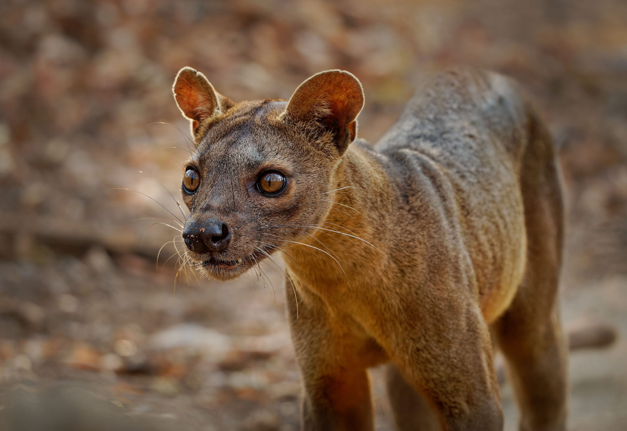 Fossa in Madagascar