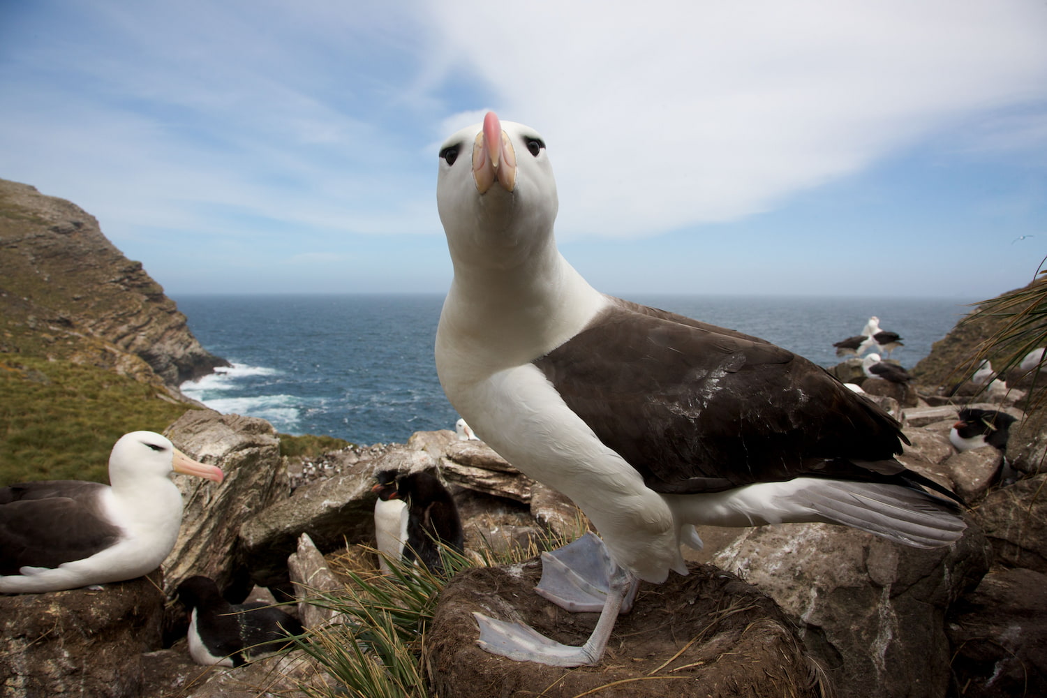Black bowed albatross in Falklands