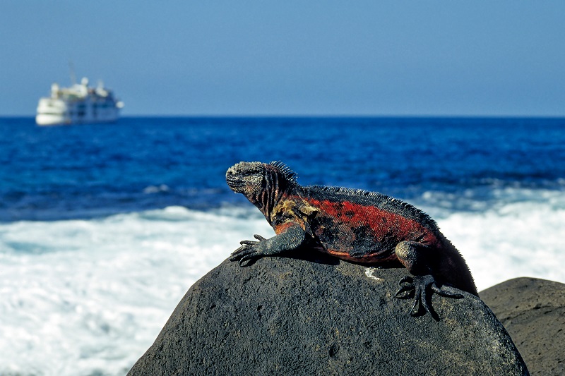 Galapagos marine iguana on a rocky beach, Galapagos Islands, Ecuador