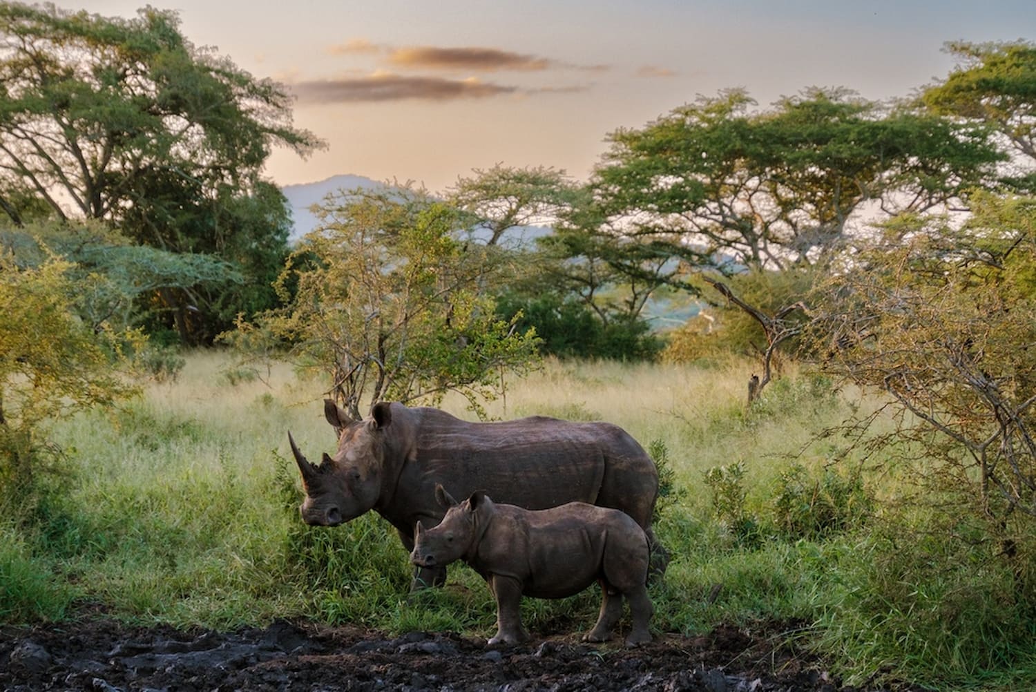 Rhino mother and calf in Kruger National Park, South Africa.