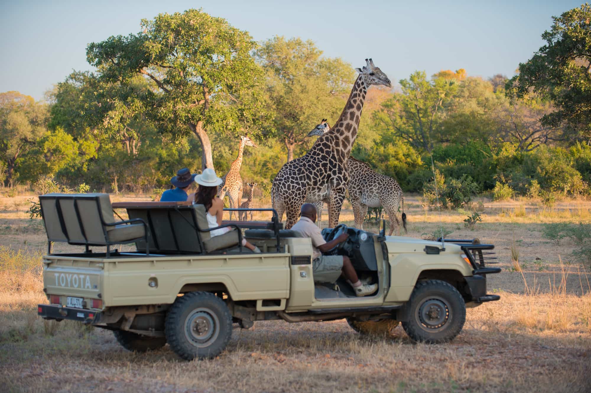 Travellers watching giraffes from an open safari vehicle with a guide in South Luangwa reserve, Zambia.