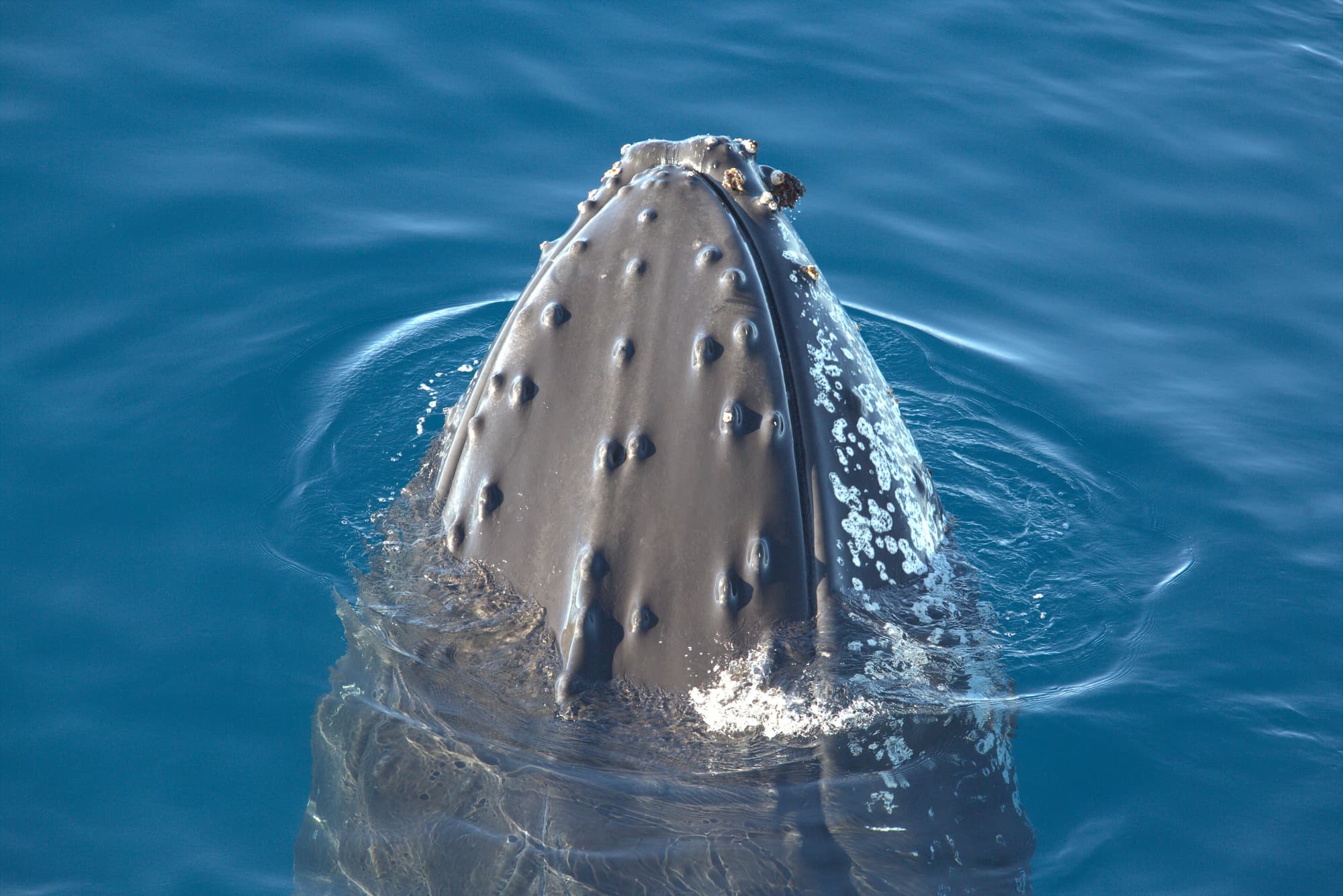 Humpback whale breach in Antarctica. The best time to visit Antarctica for whale watching is February to March.