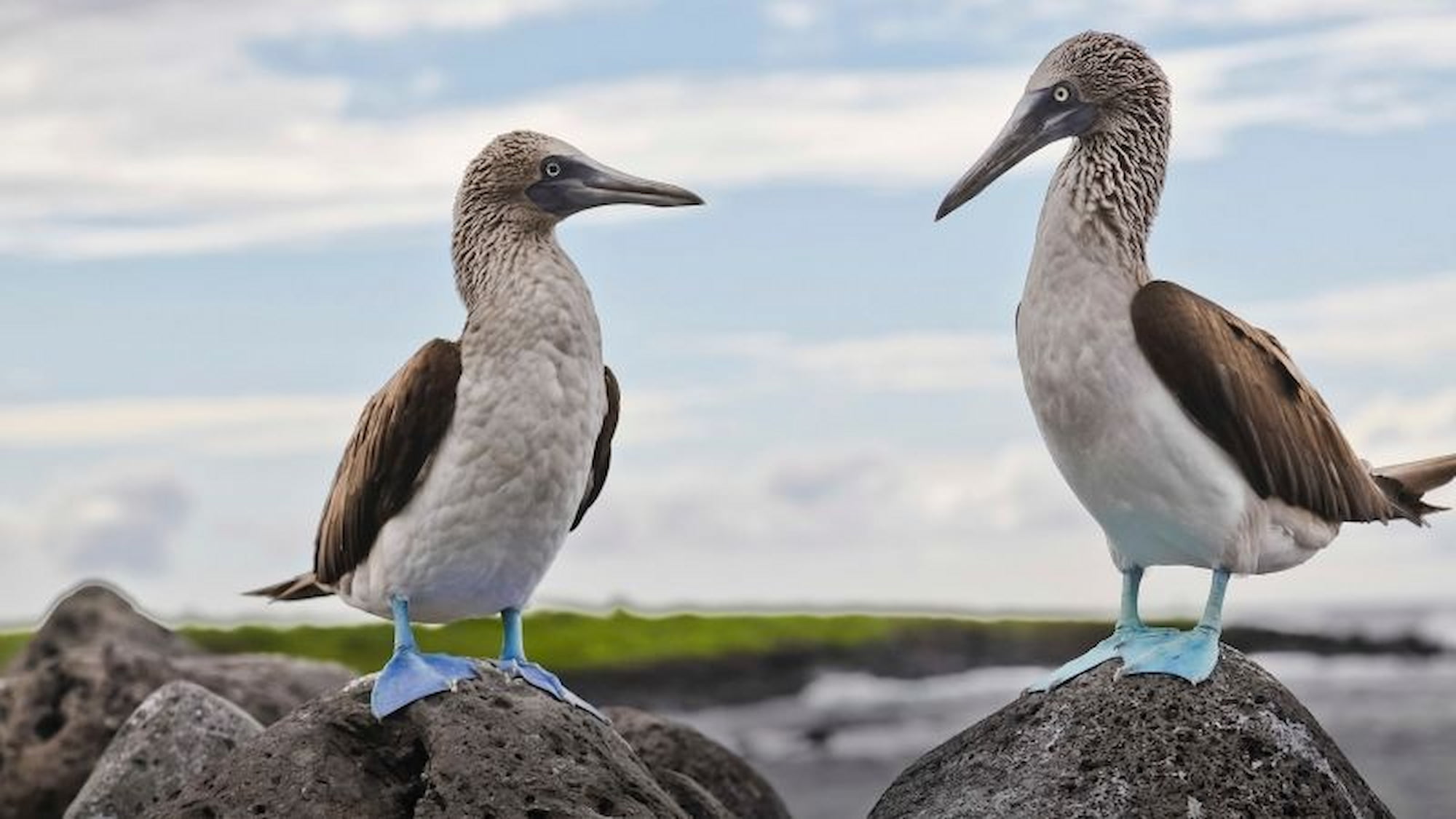 The iconic blue footed boobies in the Galapagos islands