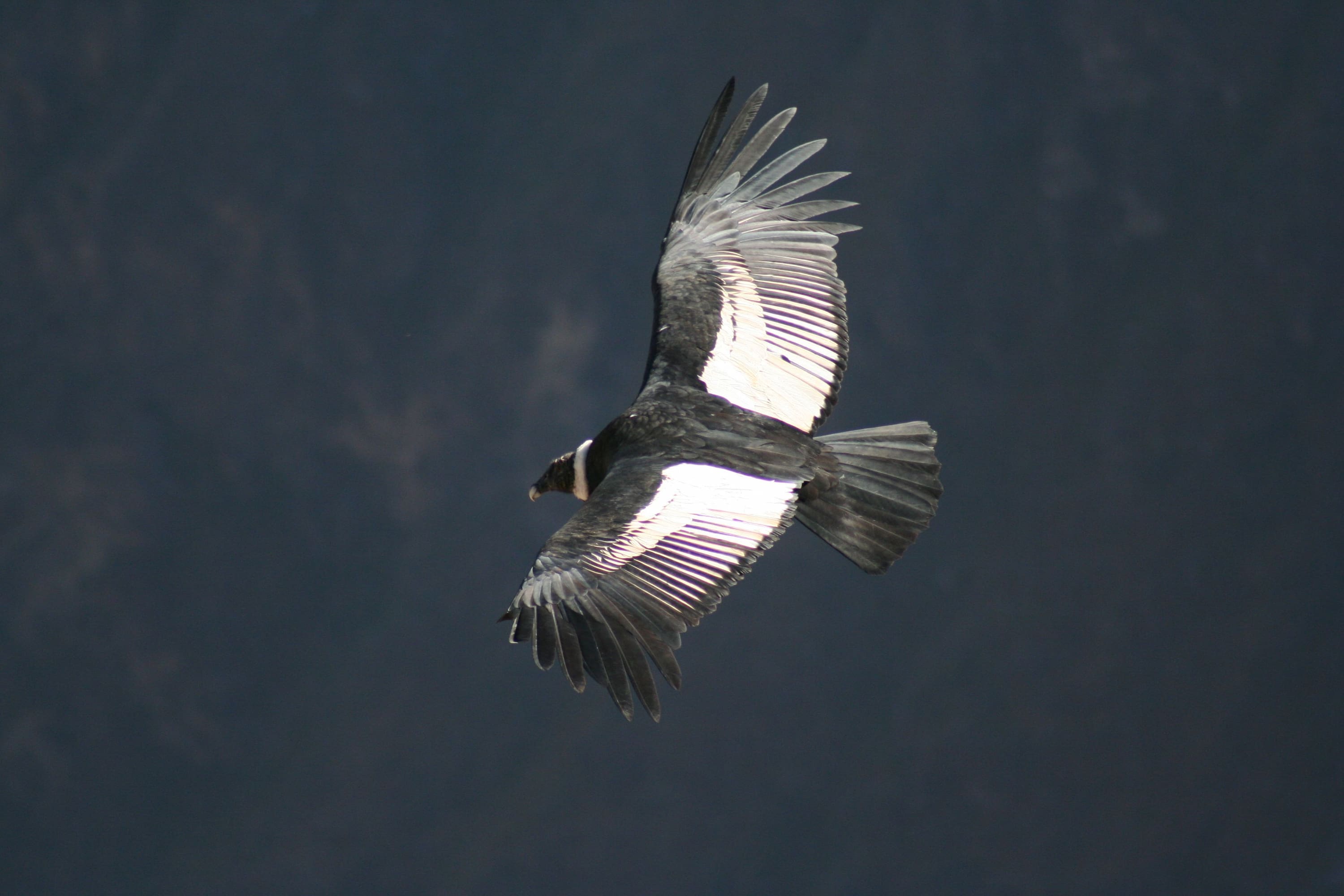 Andean condor soaring over Colca Canyon, Peru, a bird with one of the largest wingspans in the world, often exceeding three metres. Andean condor soaring over Colca Canyon, Peru, a bird with one of the largest wingspans in the world, often exceeding three metres.