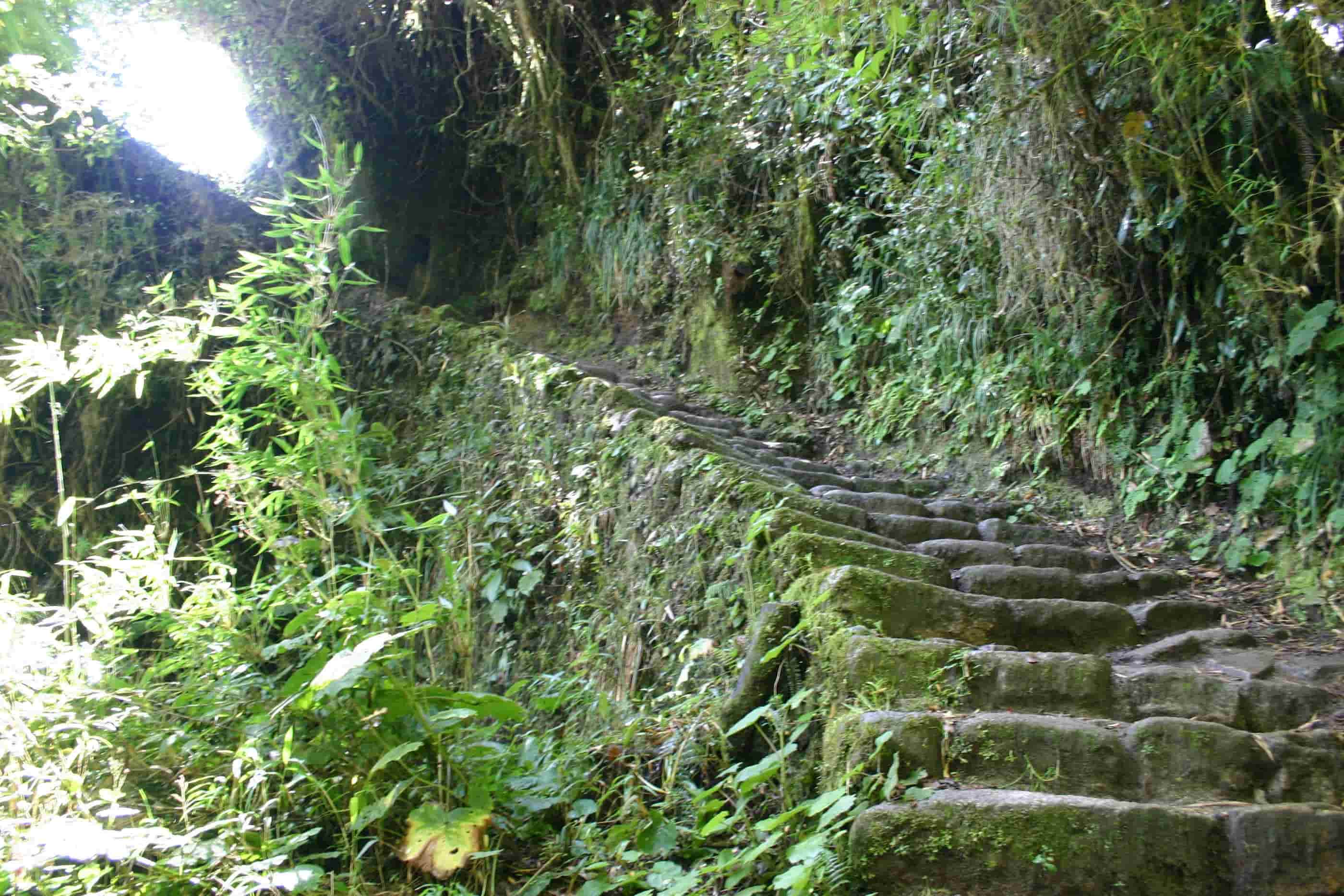 Narrow and moss-covered Inca path leading uphill at Machu Picchu, used for optional extra hikes. Narrow and moss-covered Inca path leading uphill at Machu Picchu, used for optional extra hikes.