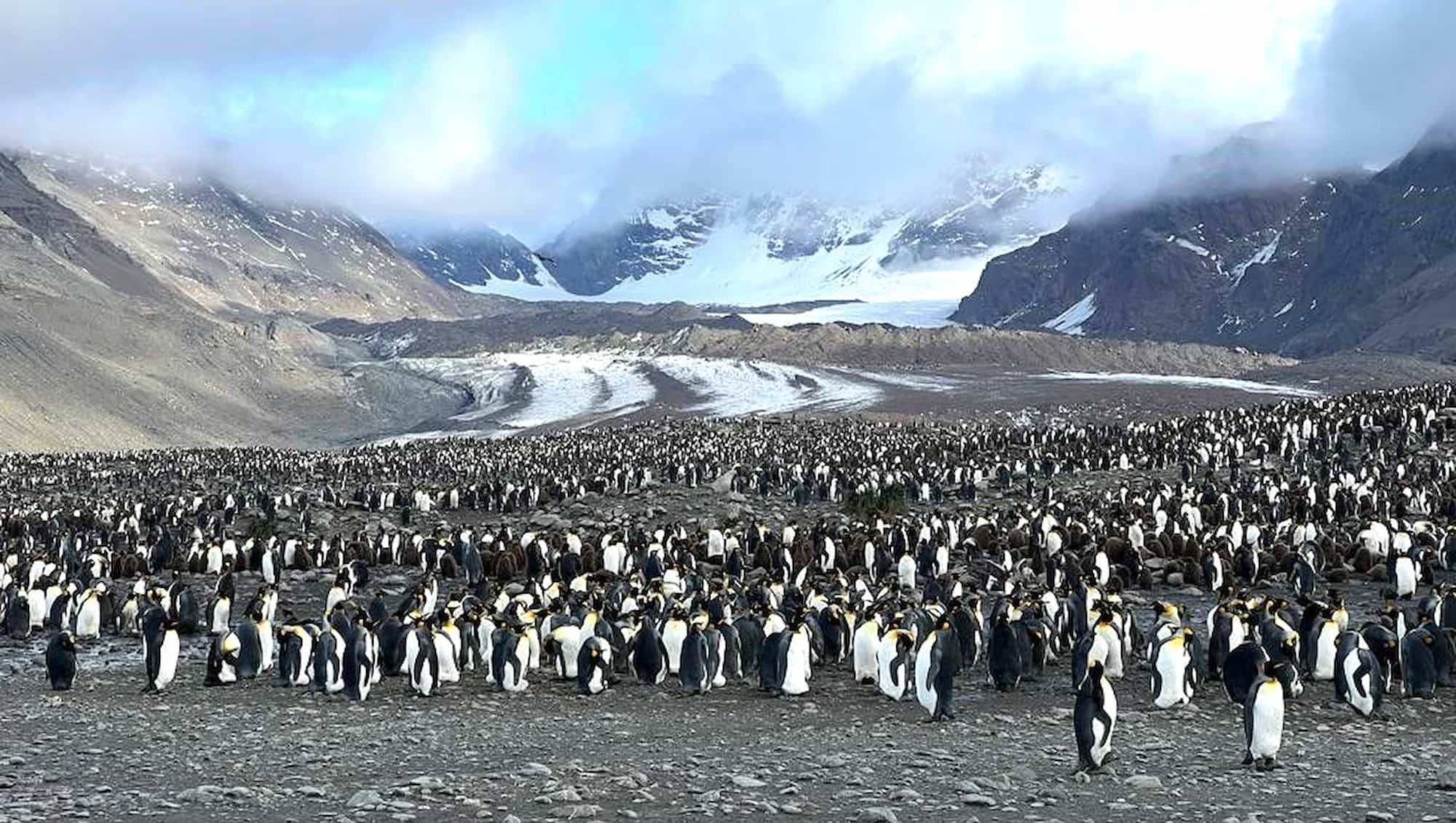 Colonies of King Penguins in South Georgia