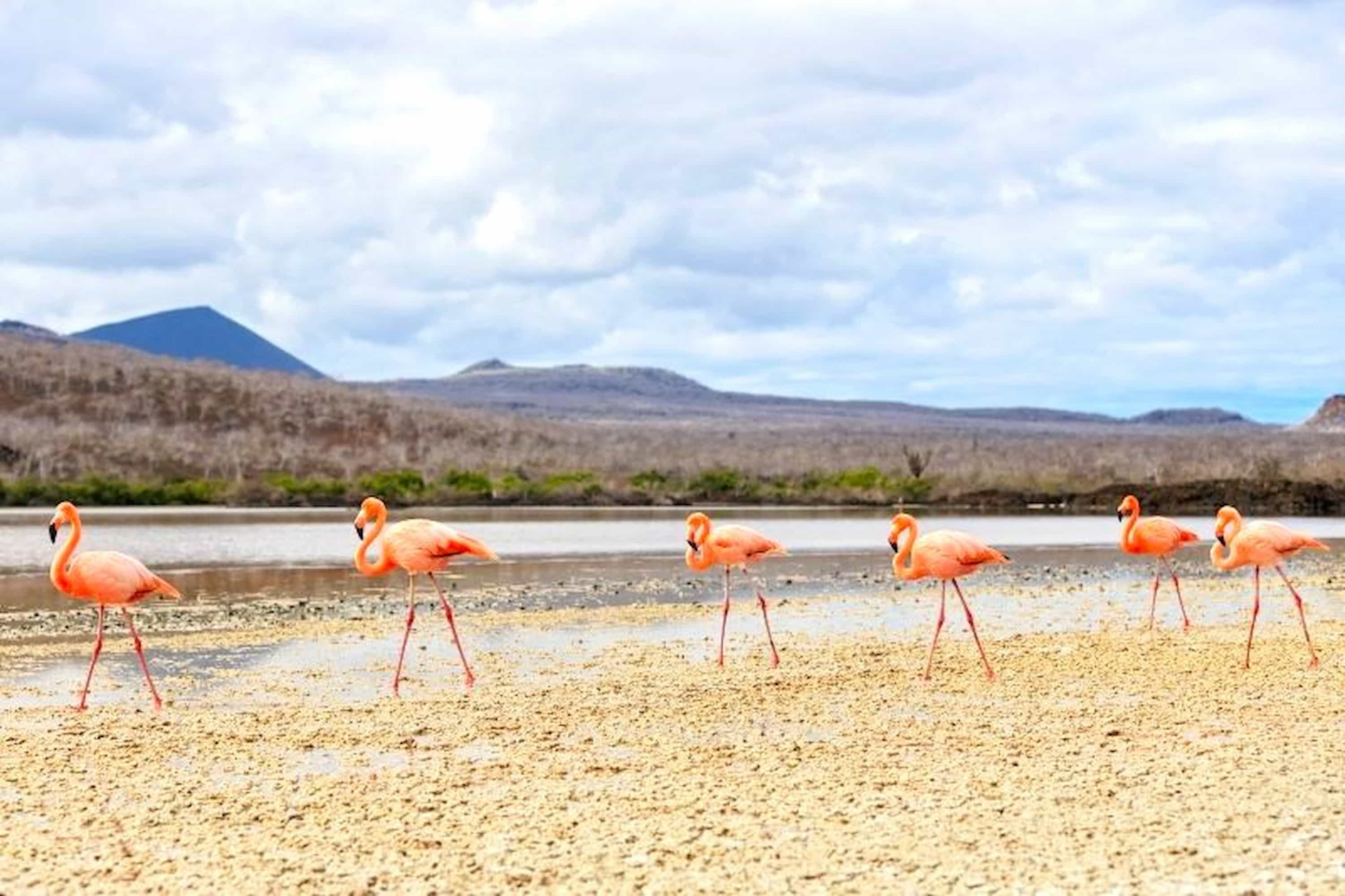 Flamingos wading through the calm waters of the Galapagos