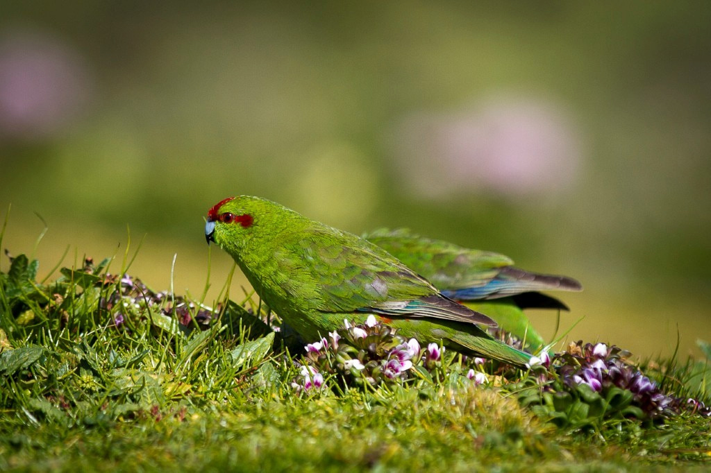 Red crowned parakeets in Antipodes Island.