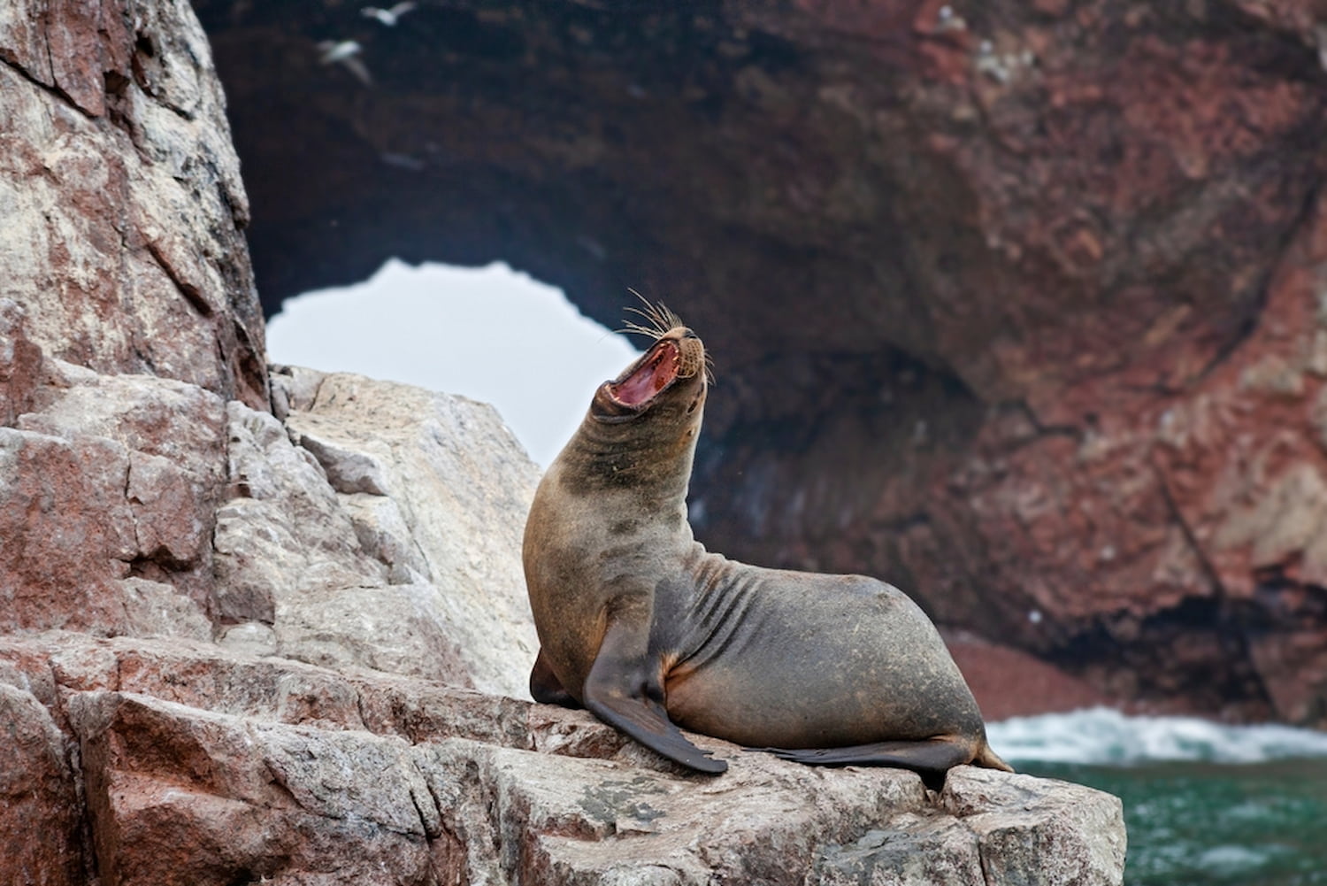Sea lion on rocks, Ballestas Islands, Peru