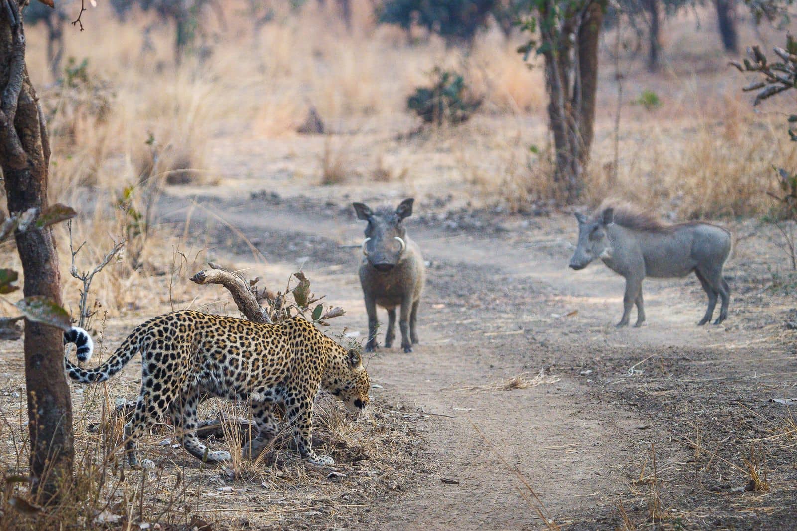 Leopards coexist with a variety of wildlife, all roaming freely in their natural habitat