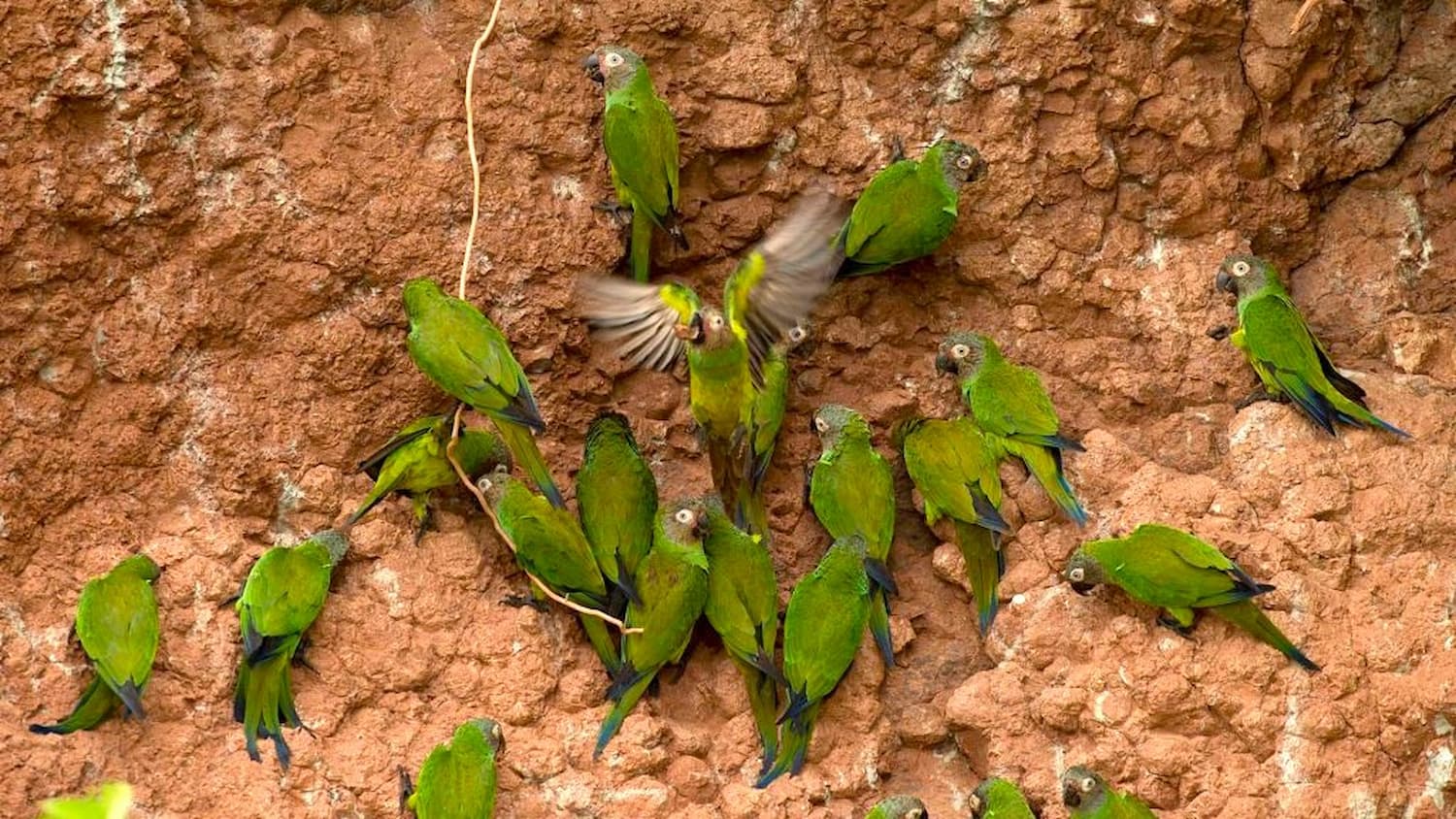 Napo Lodge parrot clay licks