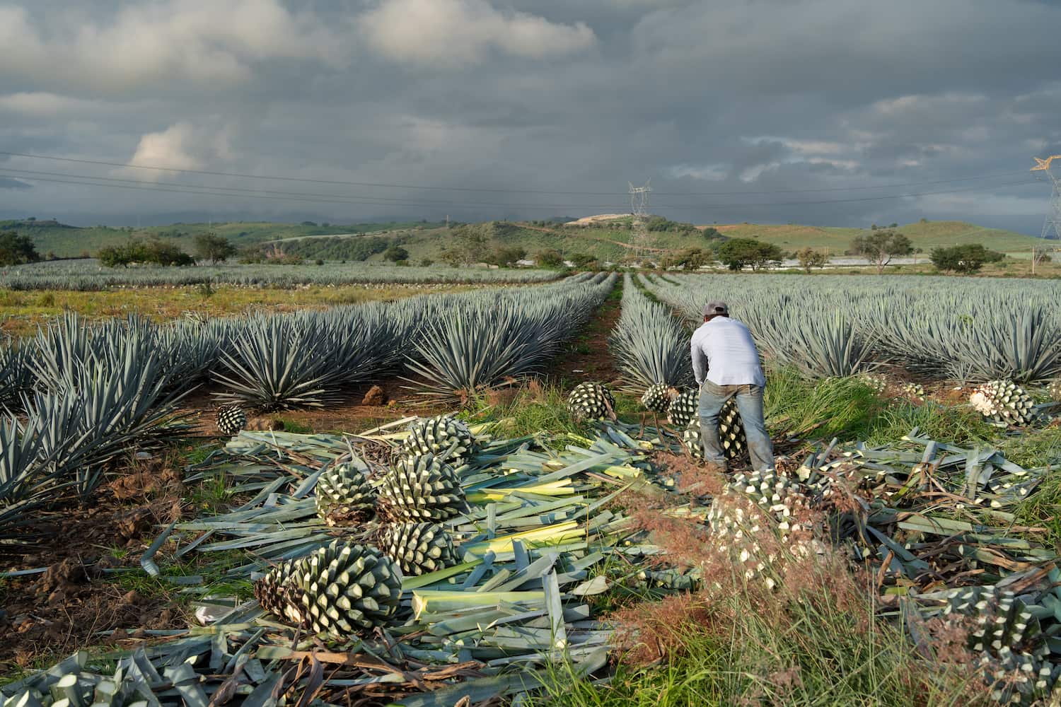 Harvesting agave plants in Jalisco