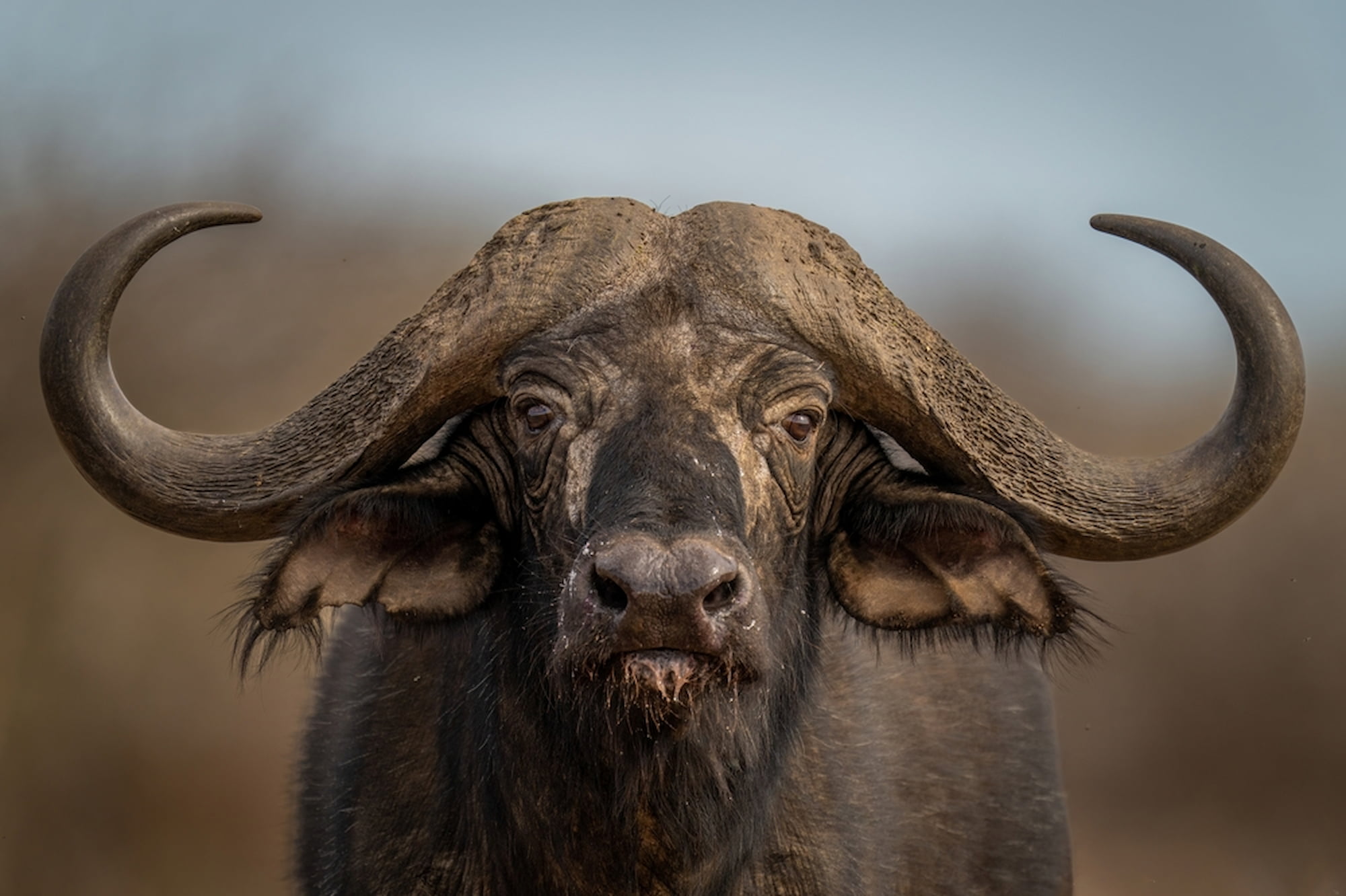 Close up of a Cape Buffalo
