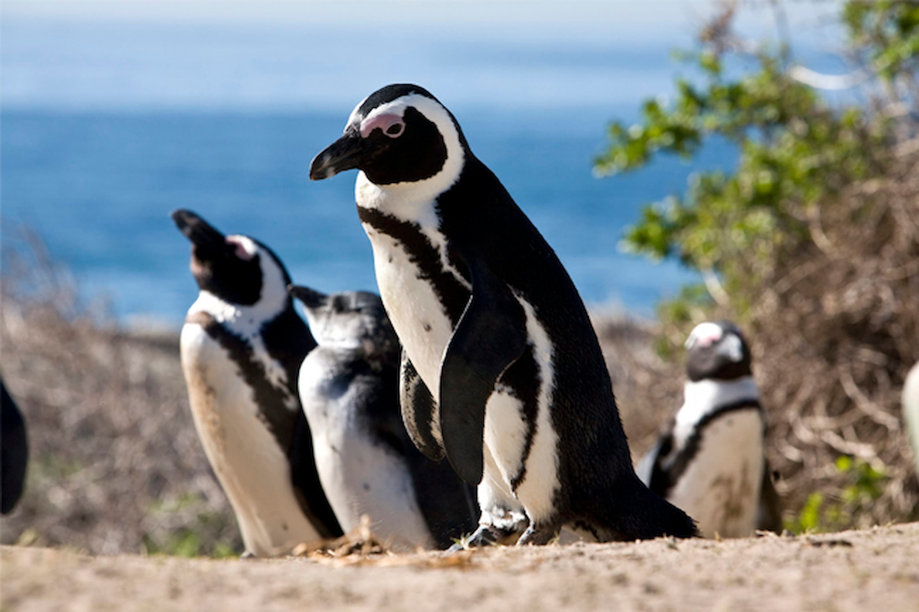Patagonia’s Magellanic penguin