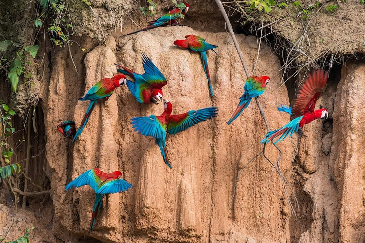 Macaws at a clay lick in the Tambopata region, Peruvian Amazon.
