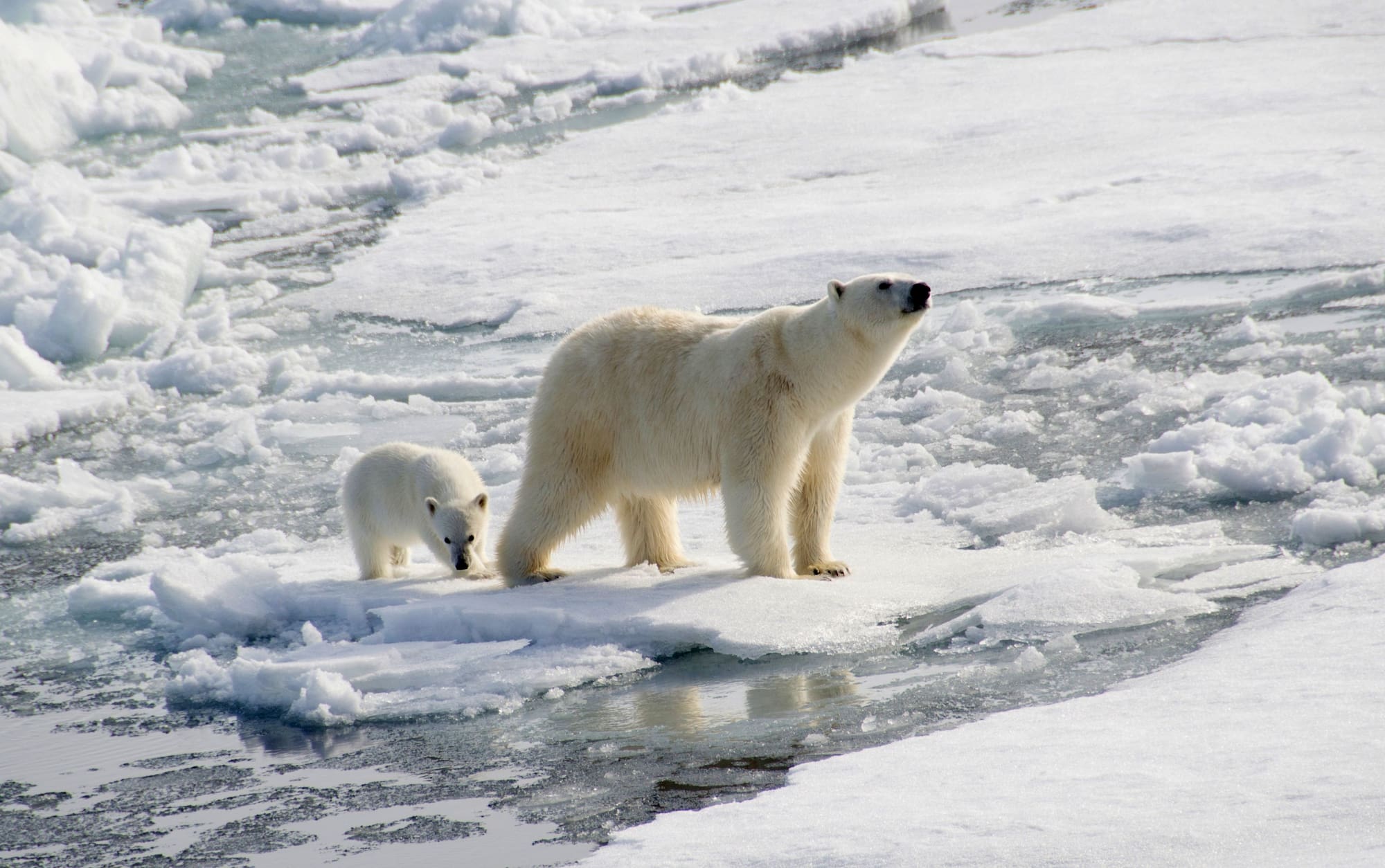 Mother and cub navigating the Arctic.