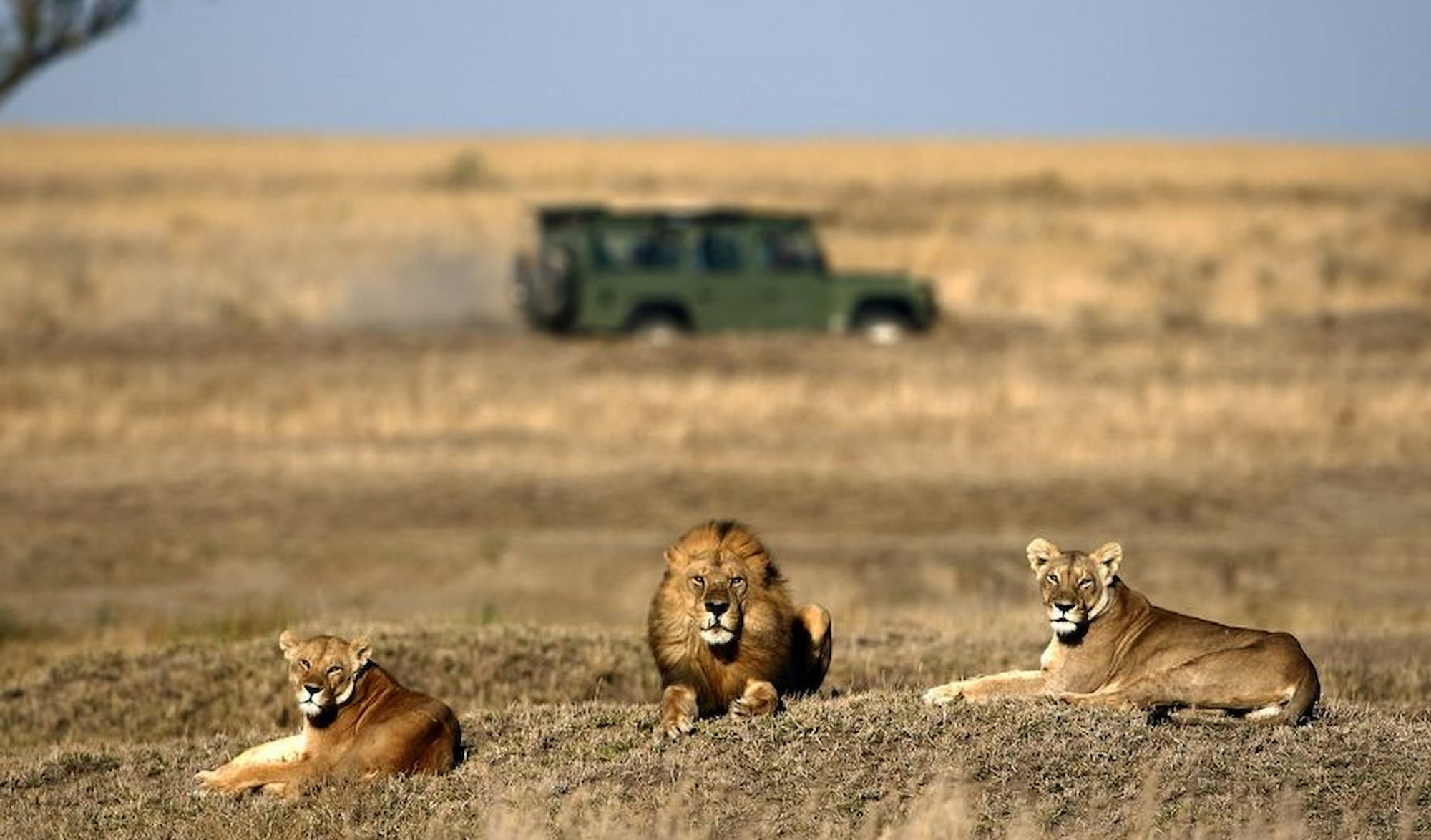 Lion and lioness resting in the wilderness of Tanzania