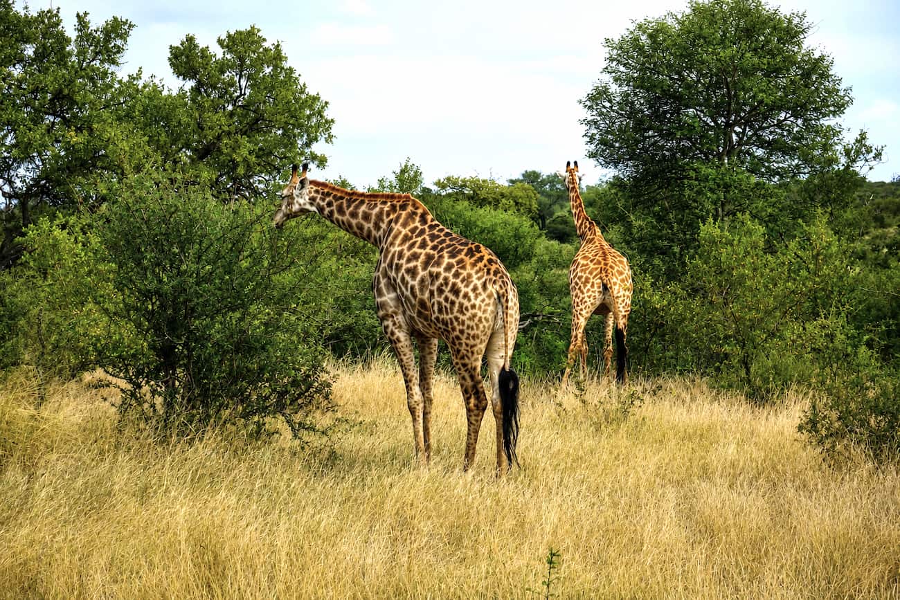 Two Giraffes spotted roaming in the wild