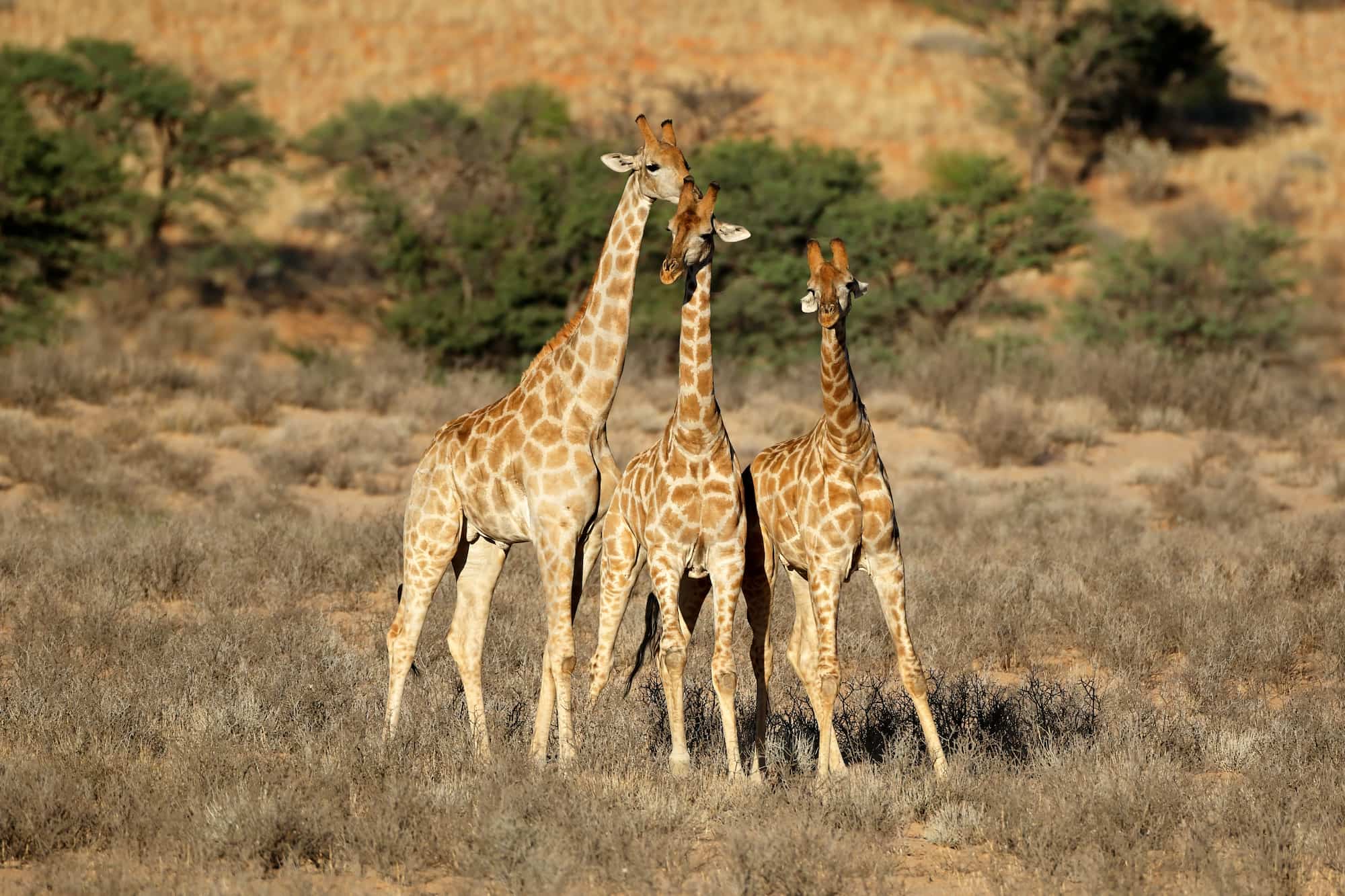 Three giraffes standing in natural habitat