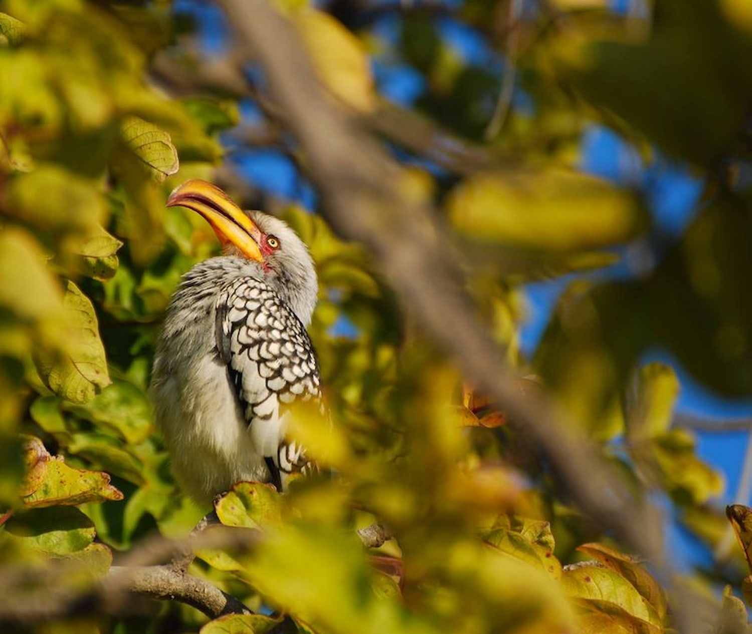 Namibia’s iconic yellow-billed hornbill.