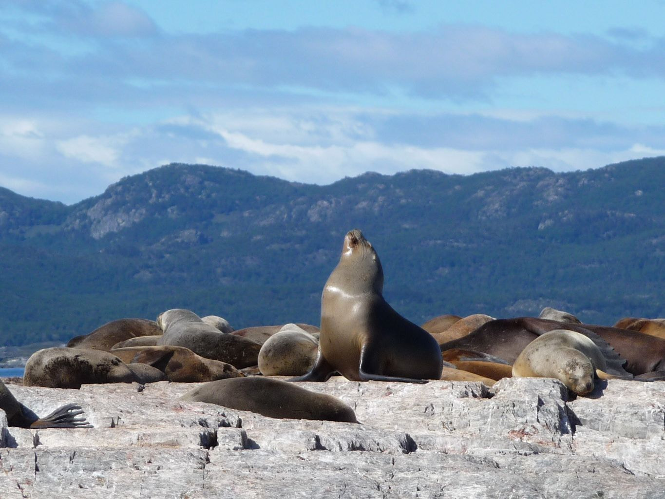 Group of sea lions resting on rocky shores near Ushuaia, Argentina, with one sea lion sitting upright against a backdrop of green hills and a blue sky.