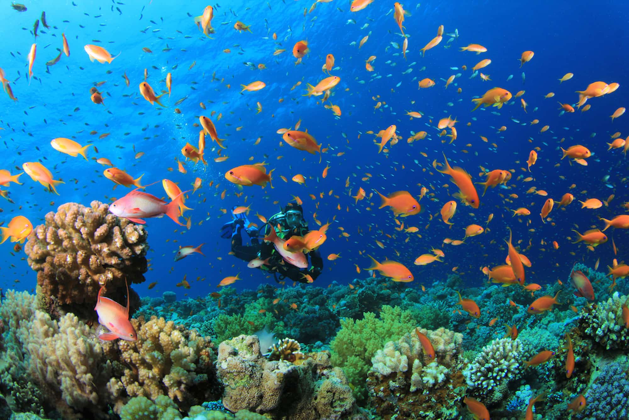 Snorkeling activity in Sharm el-Sheikh.