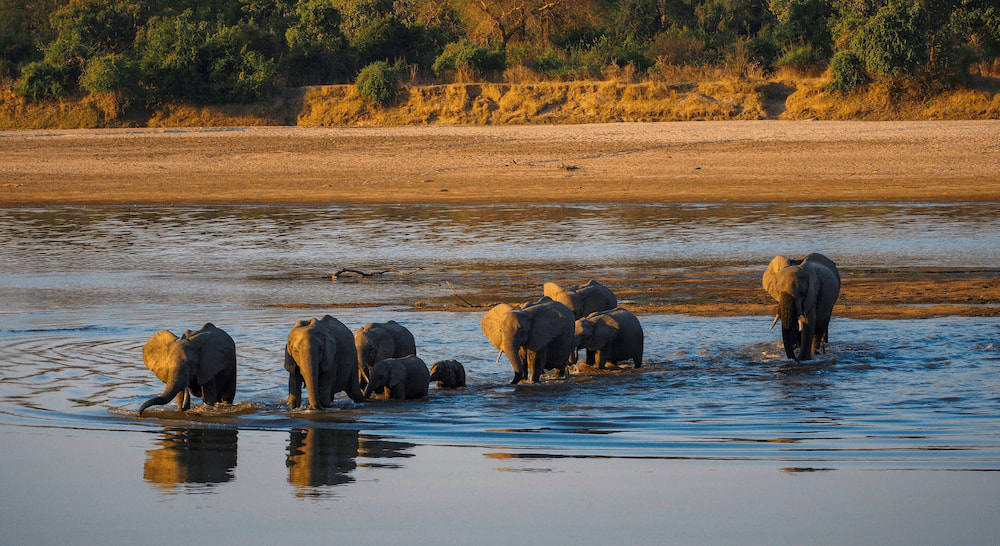 Group of Elephants crossing the river in Zambia.