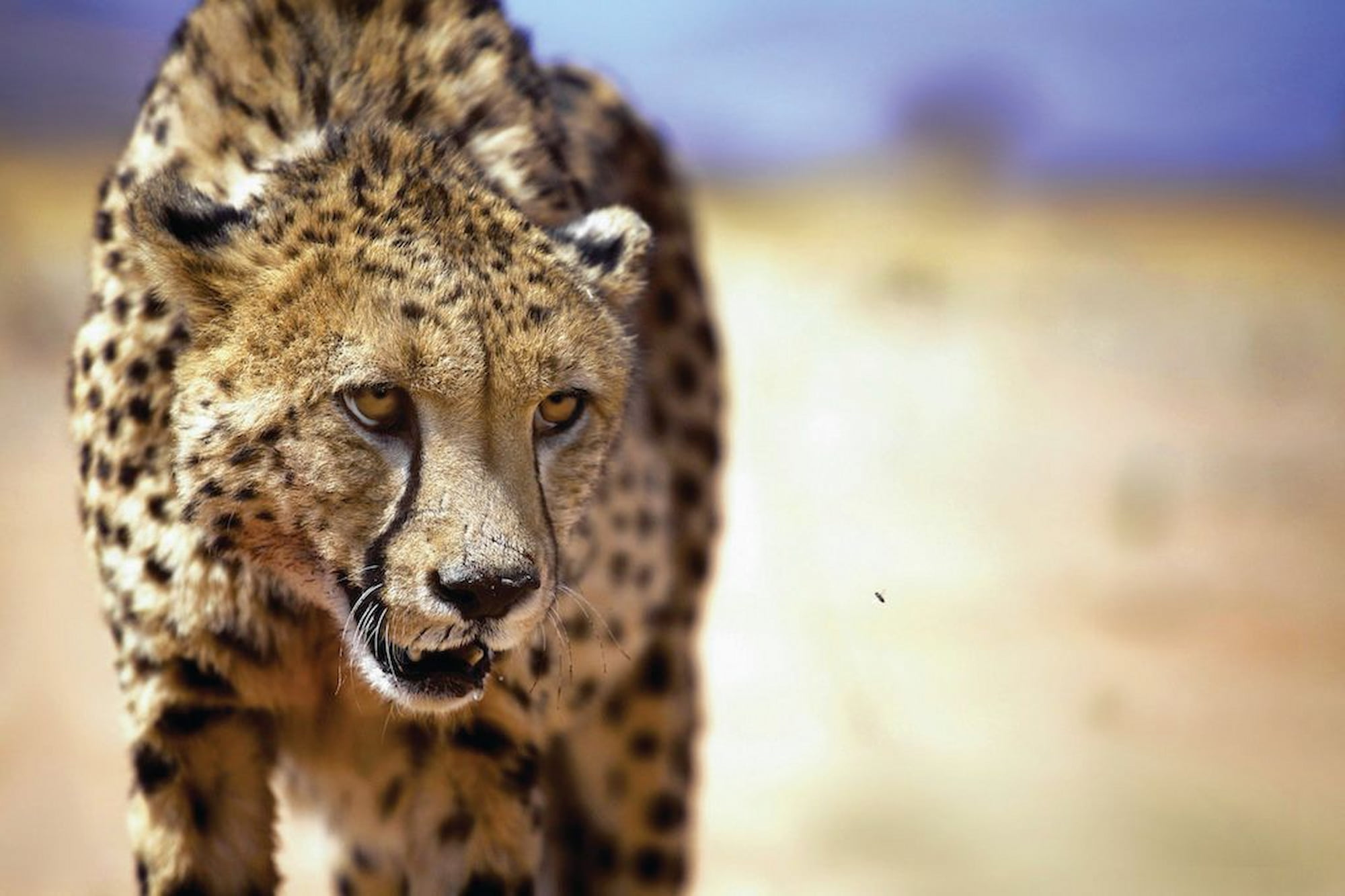 The rich wildlife of Etosha National Park.