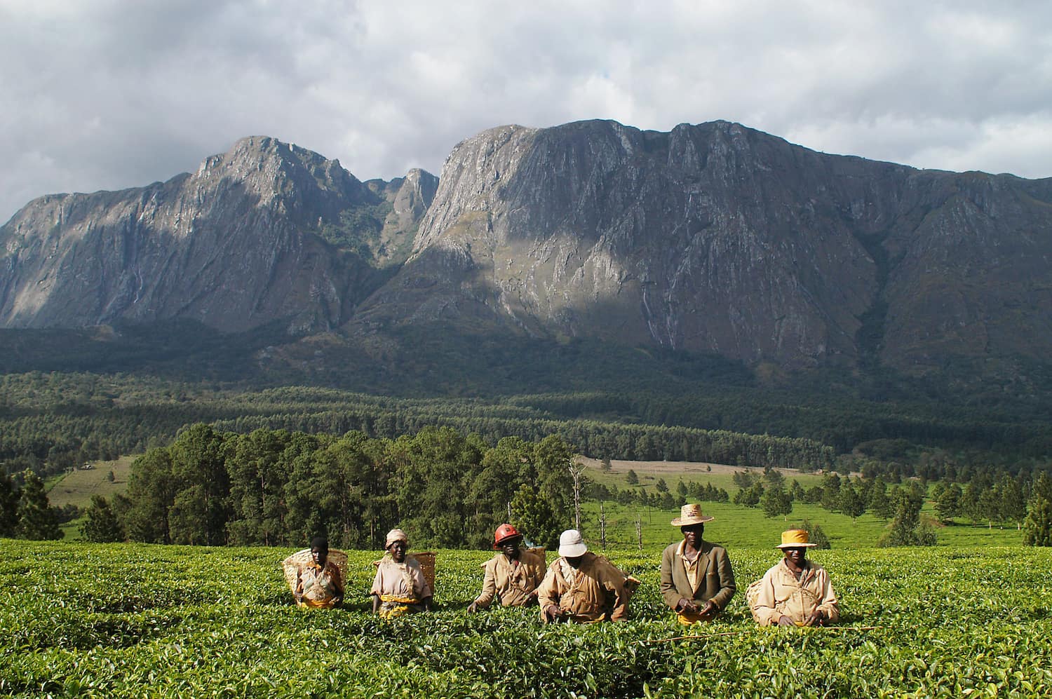 Famers harvesting tea in Thyolo.