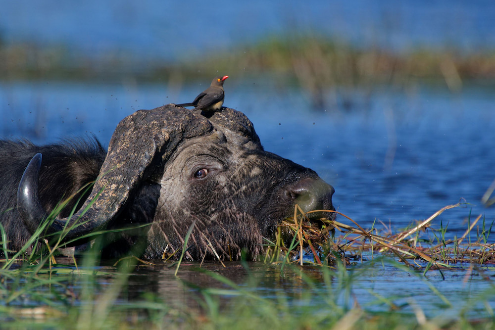 A buffalo wading through the shallows. 