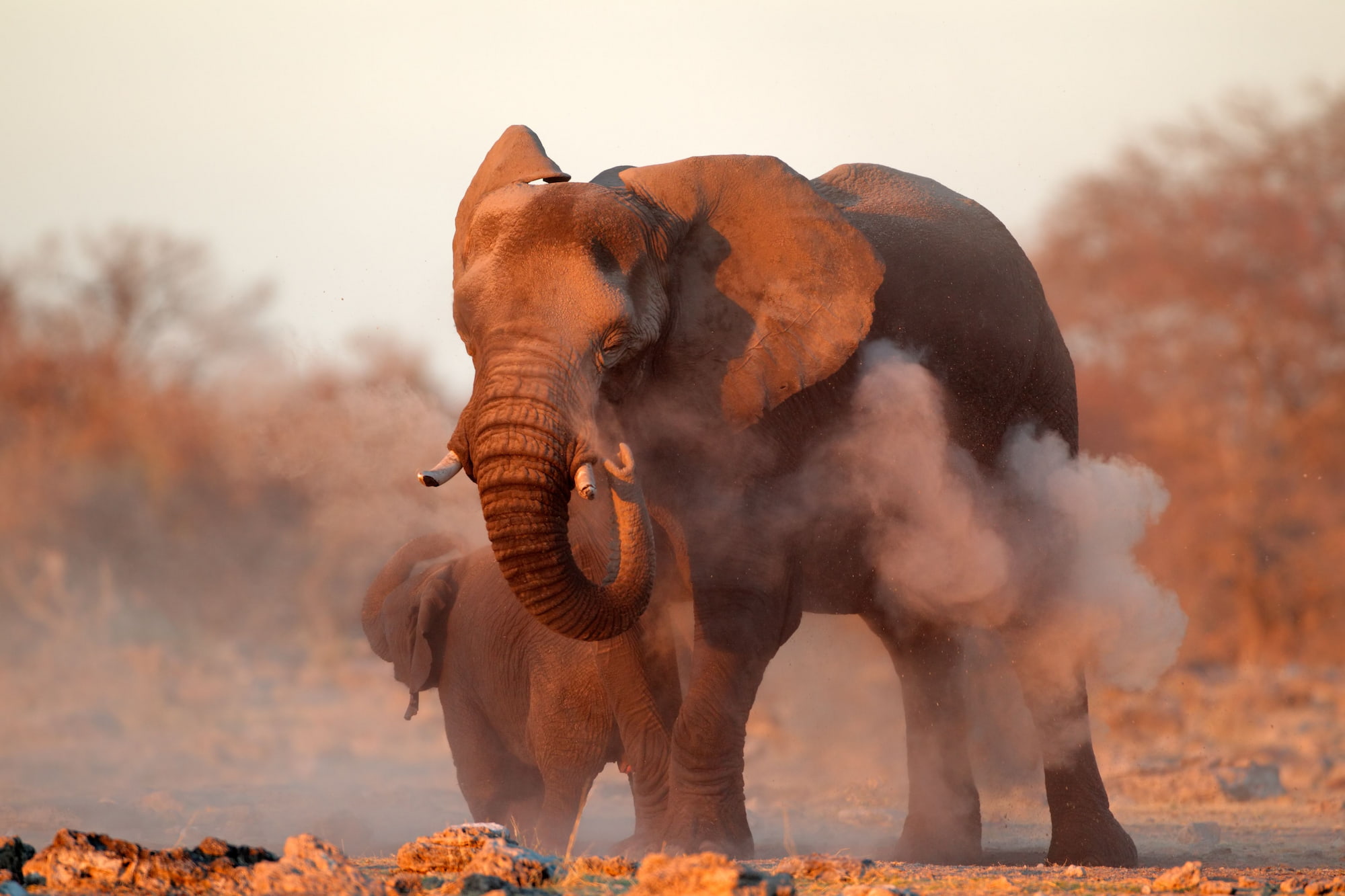 Elephants in  Etosha National Park, Namibia.
