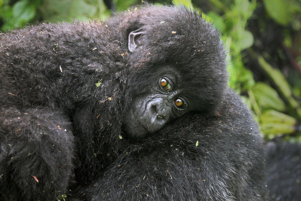 Baby gorilla cuddling mum in the mountain of Rwanda.
