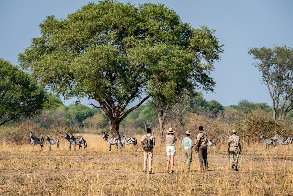 Walking safari in Zambia.
