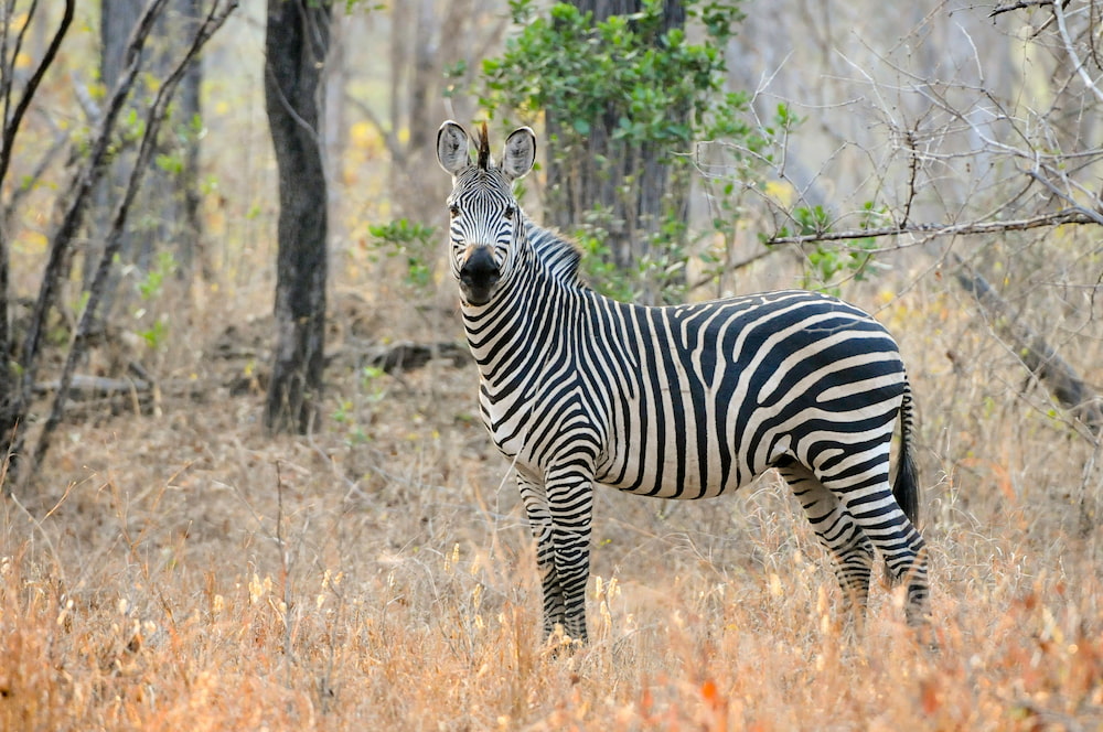 Zebra in Liwonde wilderness.