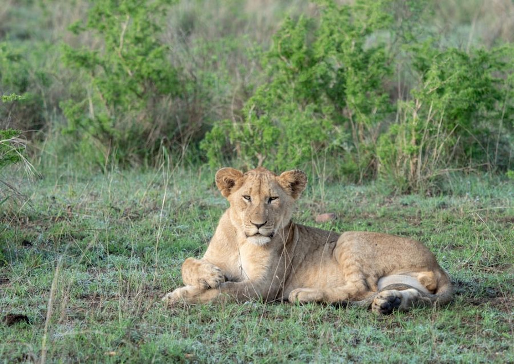 Lioness in Akagera National Park.