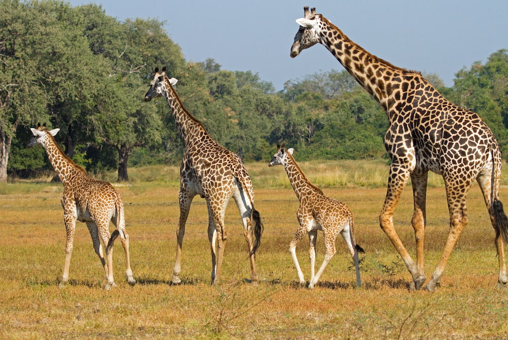 Rich wildlife of South Luangwa.
