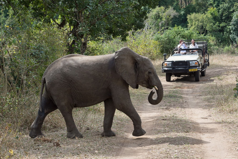 An Elephant spotted during a game drive safari in Majete 
