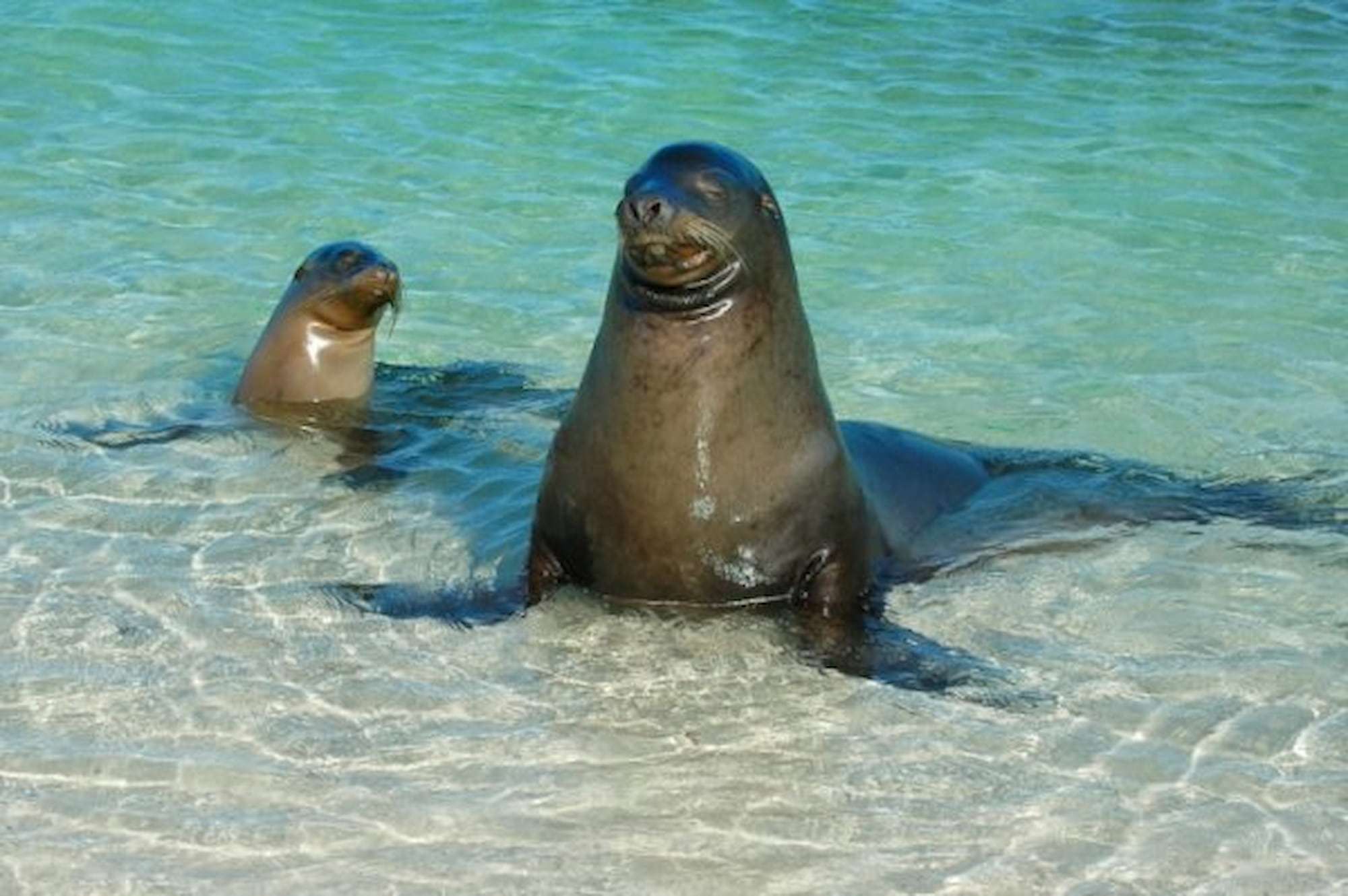 Mother and pup sea lion at Genovesa Island in the Galapagos.