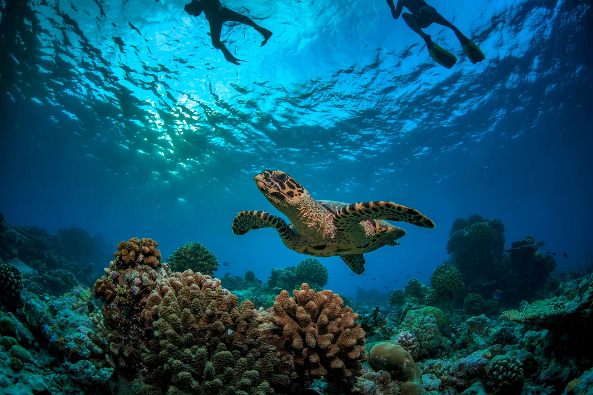 Two snorkellers looking down at a green sea turtle in Nosy Sakatia, Madagascar