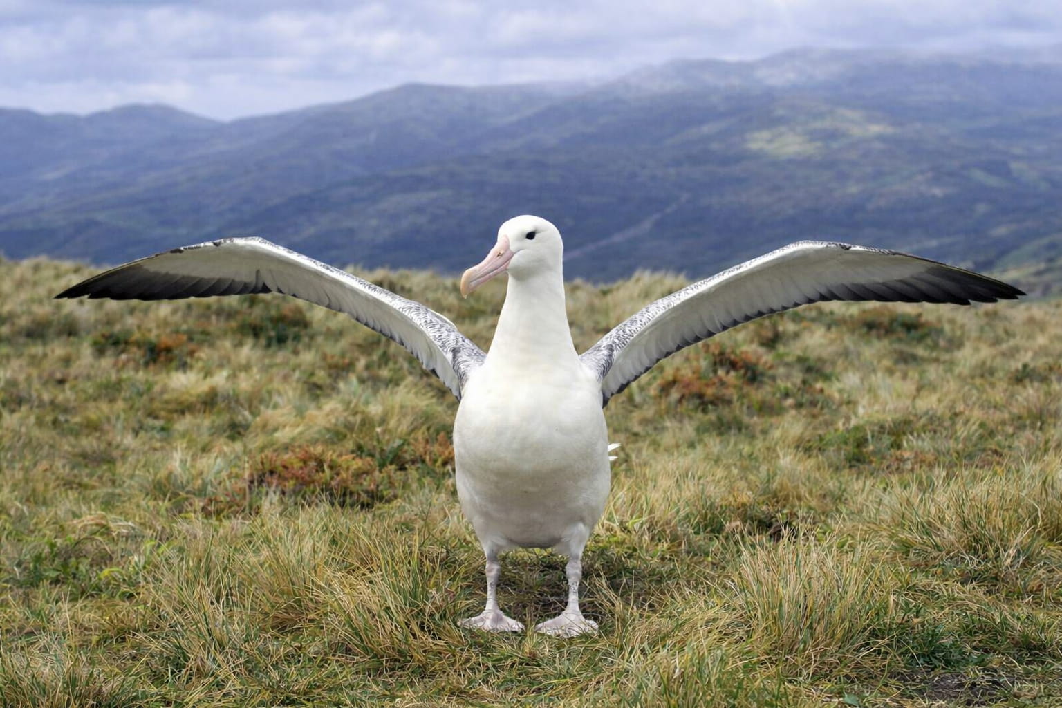 Albatross on Campbell Island