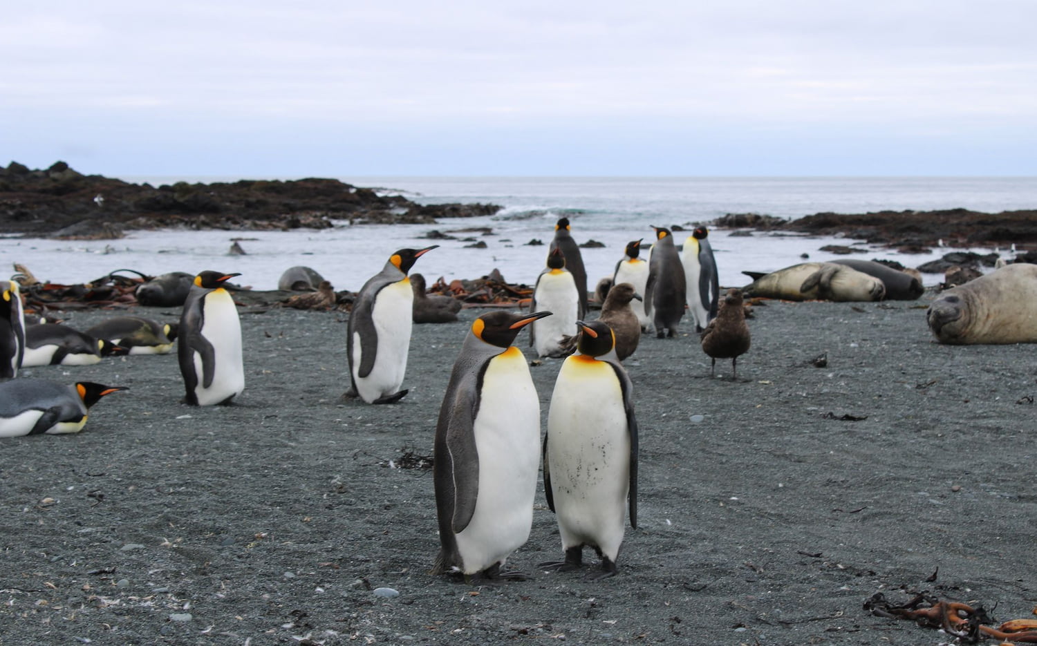 A group of penguins and seals on a sub-Antarctic island.