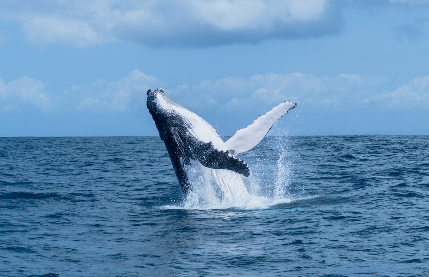 Breaching humpbacks in Madagascar